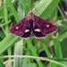 Mint moth.  by jokristina