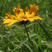 28th May 2017 - 5-28 tickseed coreopsis