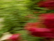 23rd May 2017 - Roses Abstracted - ICM