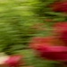 Roses Abstracted - ICM by mcsiegle