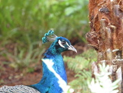 28th May 2017 - Posing peacock
