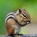 Chippy the chipmunk by sailingmusic