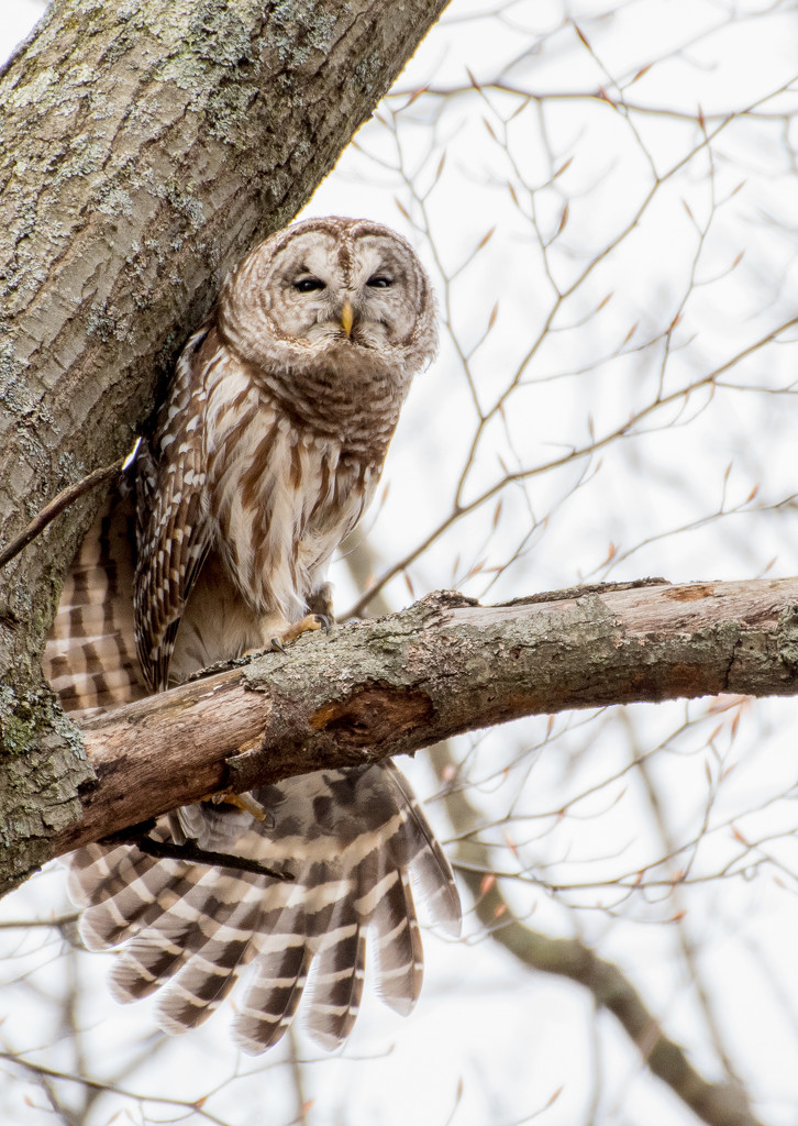 Barred Owl by dridsdale