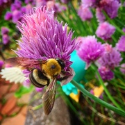 25th May 2017 - Bumble bees 