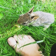 28th May 2017 - Baby bunny 