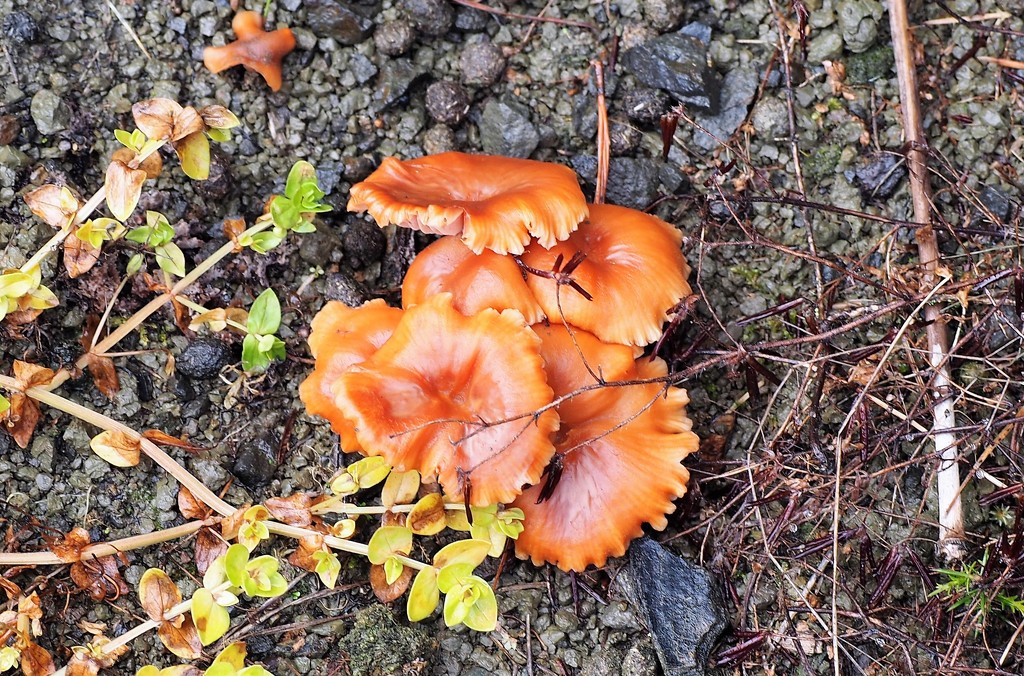 Fungi  by Dawn