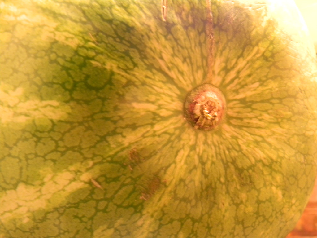 Closeup of Watermelon by sfeldphotos