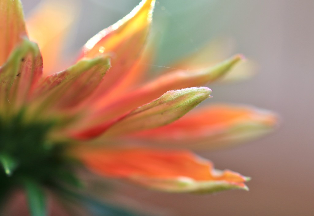 sunshine petals by lynnz
