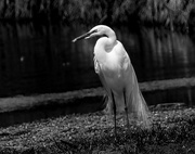 26th May 2017 - Egret