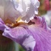 Iris (close-up) by granagringa