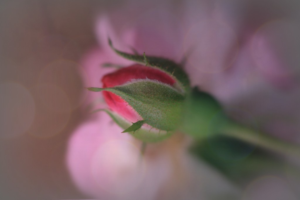 rosebud  by lynnz