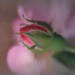 rosebud  by lynnz