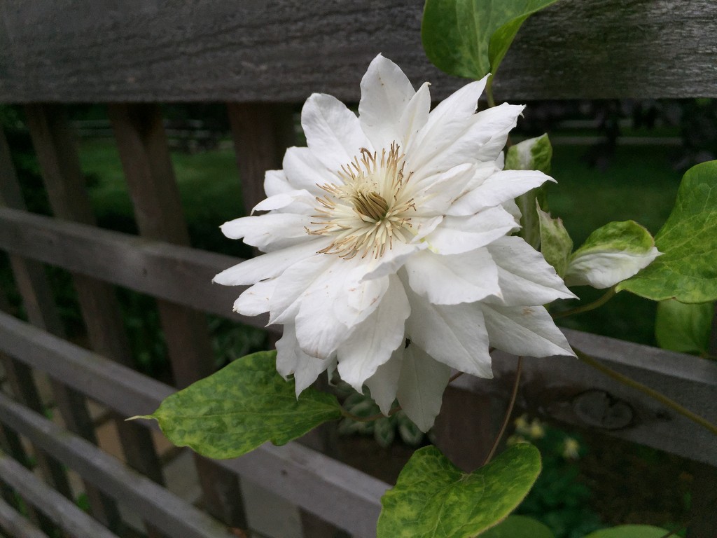 White Clematis by loweygrace