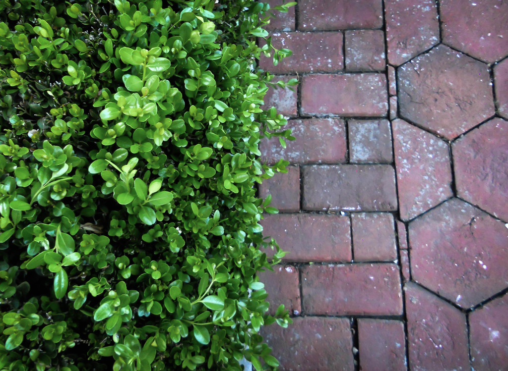Half and half walkway and shrub by mittens