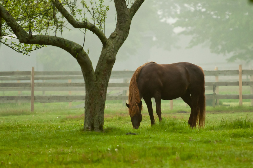 Foggy Morning at the Farm by dianen