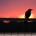 Bird on a Net by kareenking