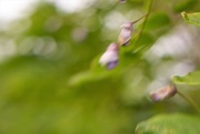 29th May 2017 - Wisps of Wisteria....lensbaby...