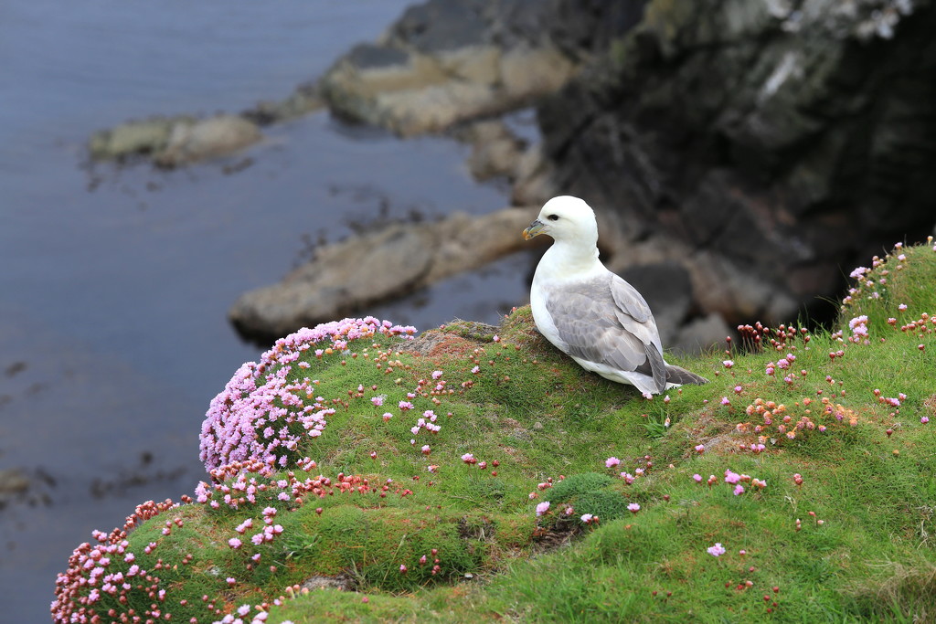 Fulmar by lifeat60degrees