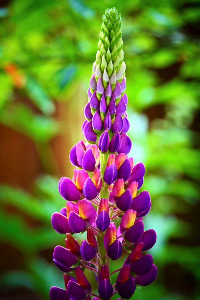 Giant Lupin by carole_sandford