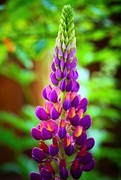 29th May 2017 - Giant Lupin