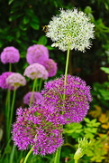 29th May 2017 - Alliums