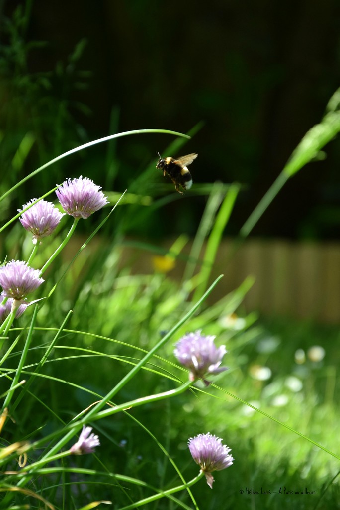 The bumblebee in the chives by parisouailleurs