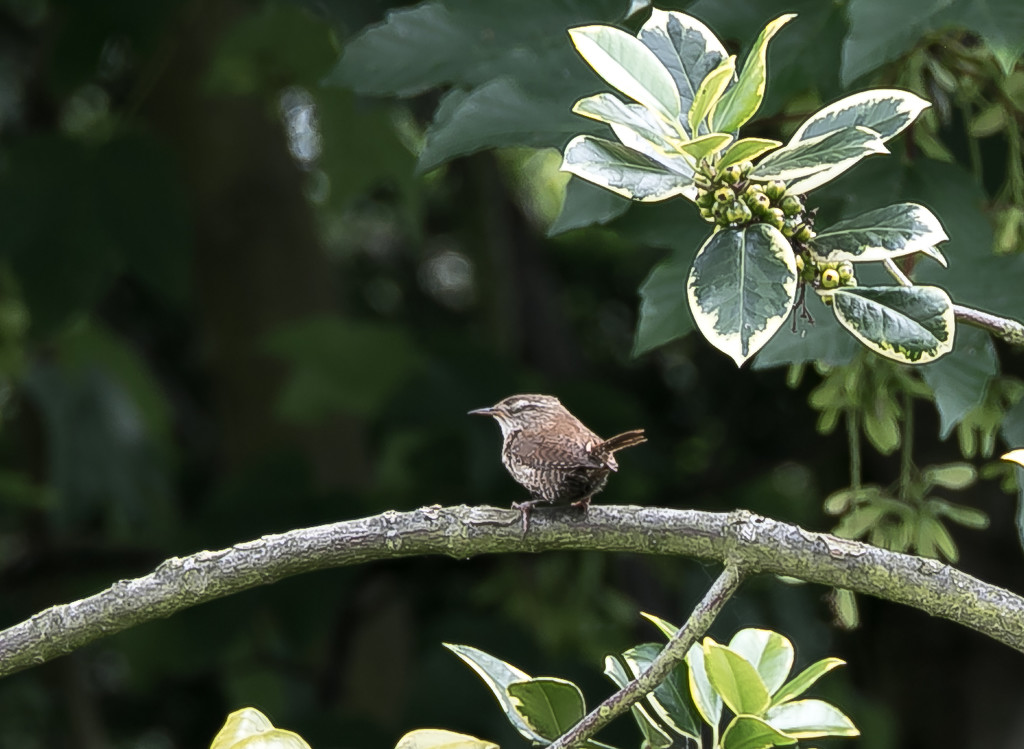 Little bird by peadar