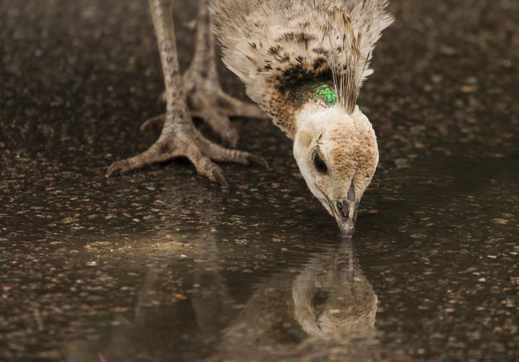 Peahen reflections by shepherdmanswife