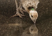 28th May 2017 - Peahen reflections
