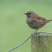 Dunnock/ Hedge Sparrow by snoopybooboo