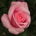 Rose and raindrops by busylady