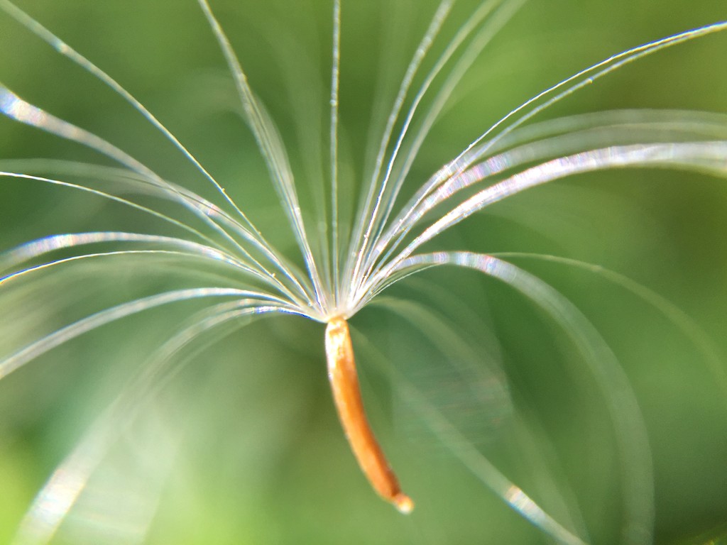 Dandelion seed  by cocobella