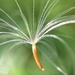 Dandelion seed  by cocobella