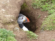 28th May 2017 -  Puffin on Skomer 