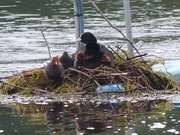 29th May 2017 -  Coot and Chicks 