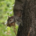 Squirrel Boston Common by bizziebeeme