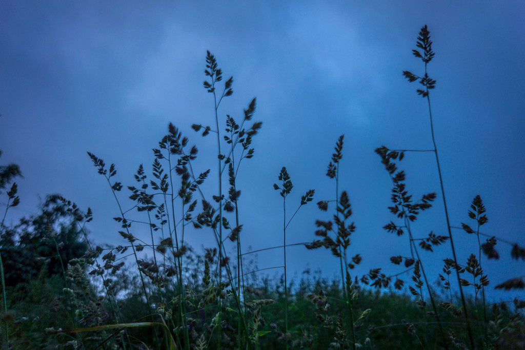 PLAY May Sony 16mm f/2.8: More Bluehour Grasses! by vignouse
