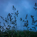 PLAY May Sony 16mm f/2.8: More Bluehour Grasses! by vignouse