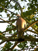 29th May 2017 - I could hear this Wood-pigeon singing  in the tree tops...