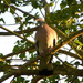 I could hear this Wood-pigeon singing  in the tree tops... by snowy