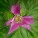 Single Wild Rose by gardencat