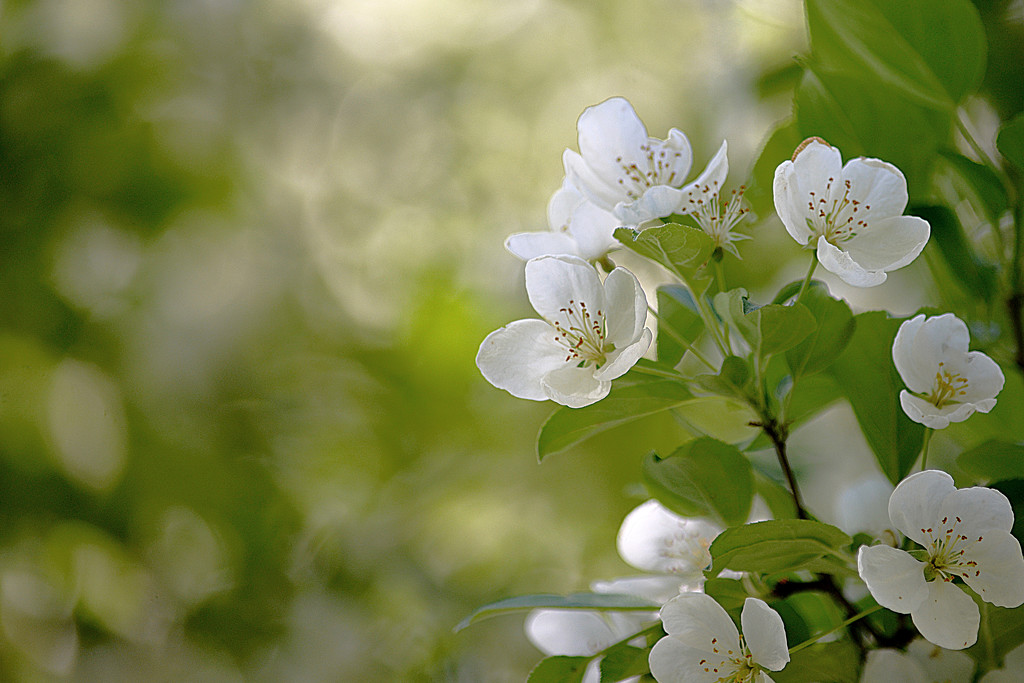 White blossoms! by fayefaye