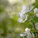 White blossoms! by fayefaye