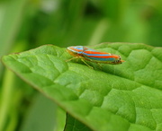 29th May 2017 - Leafhopper