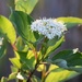 flowering shrub  by caitnessa