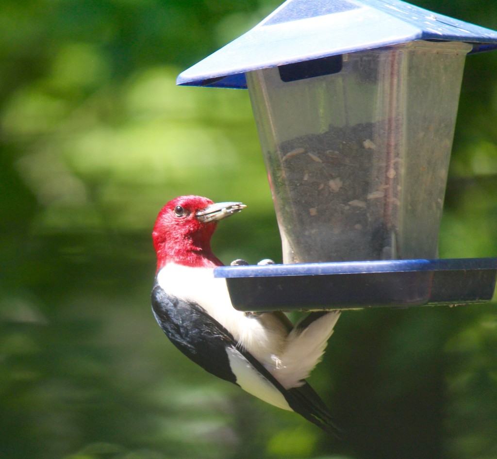 Red Headed Woodpecker by essiesue