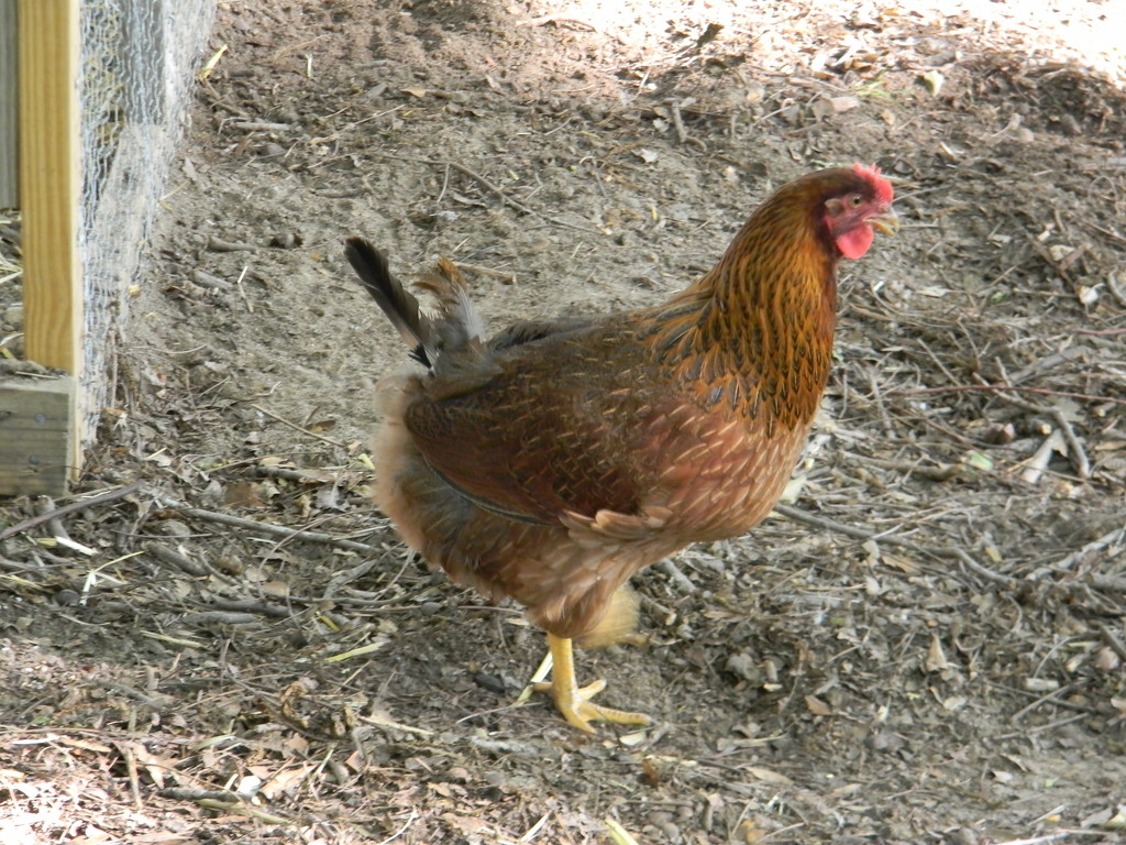 Brown Chicken In Yard by sfeldphotos