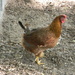 Brown Chicken In Yard by sfeldphotos