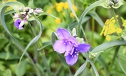 29th May 2017 - Purple Spiderwort Flowers