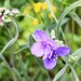 Purple Spiderwort Flowers by caitnessa